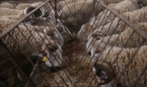 القطيع الوطني للماشية: إحصاء أزيد من 32,8 مليون رأس (وزارة)